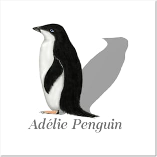 Adelie Penguin Labeled Posters and Art